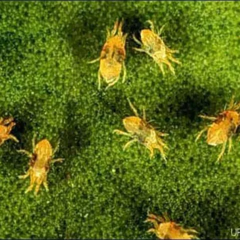 thumbnail for publication: Twospotted Spider Mite, Tetranychus urticae Koch (Arachnida: Acari: Tetranychidae)